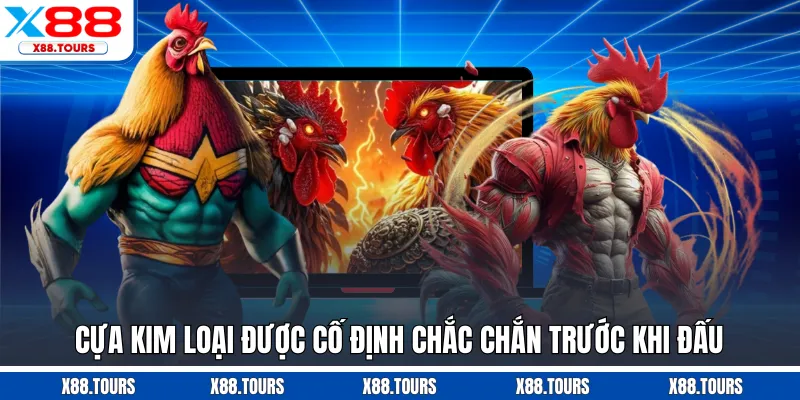 Cựa kim loại được cố định chắc chắn trước khi đấu