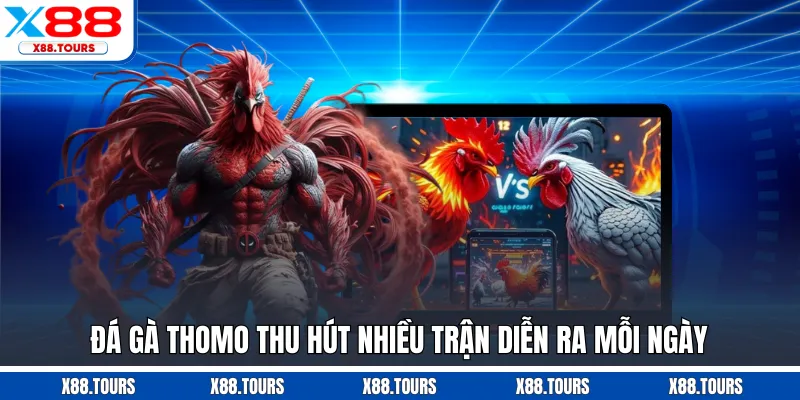 Đá gà Thomo thu hút nhiều trận diễn ra mỗi ngày